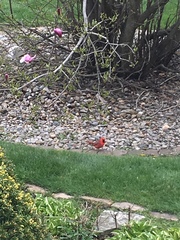 Cardinalis cardinalis