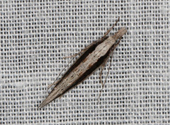 Trachydora centromela