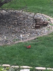 Cardinalis cardinalis