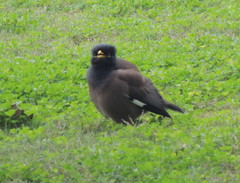 Acridotheres tristis