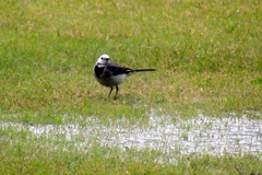 Motacilla alba