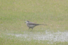 Motacilla alba
