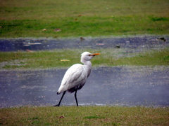 Bubulcus ibis