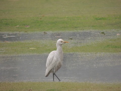 Bubulcus ibis