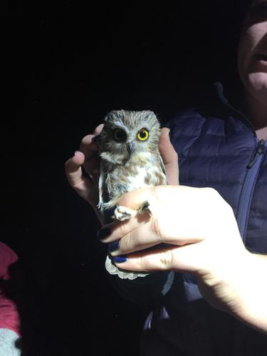 iNaturalist observation photo of Northern Saw-whet Owl