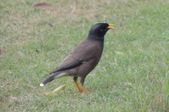 Acridotheres tristis