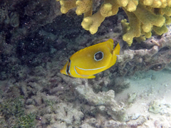 Chaetodon bennetti