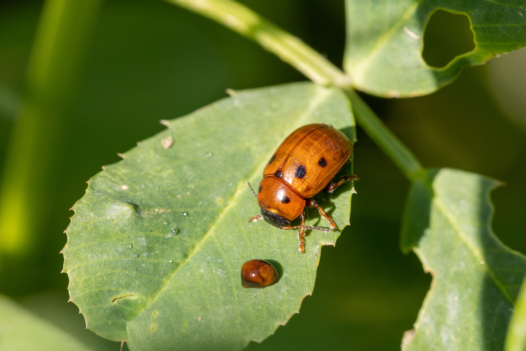 Gonioctena akbesiana