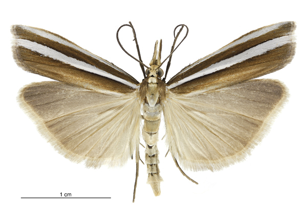 Orocrambus siriellus