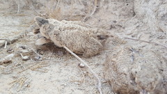 Caprimulgus aegyptius