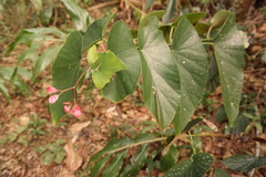 Image of Begonia coccinea
