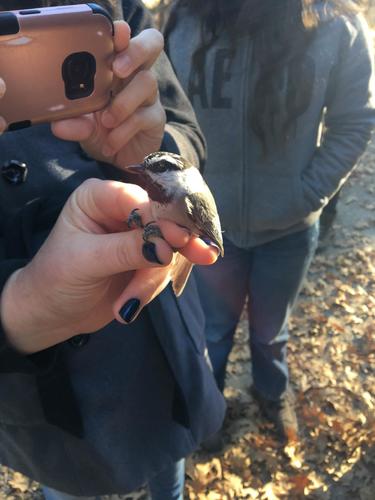 iNaturalist observation photo of Mountain Chickadee