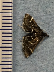 Diasemiodes janassialis