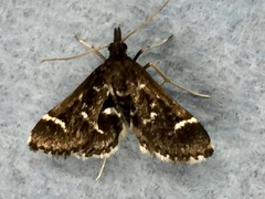 Diasemiodes janassialis