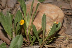 Scorpiurus muricatus