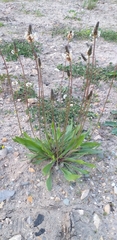 Plantago lanceolata