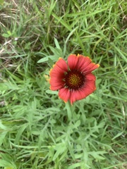 Gaillardia pulchella image