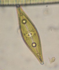 Craticula cuspidata