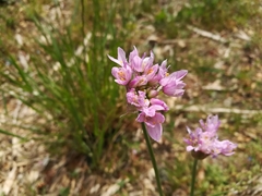Allium roseum