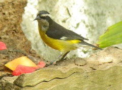 Coereba flaveola