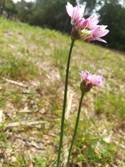 Allium roseum