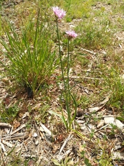 Allium roseum