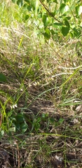 Melica nutans