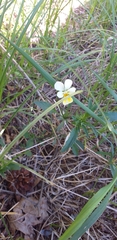 Viola arvensis