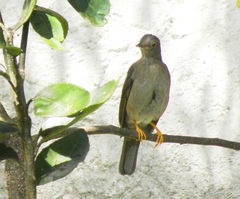 Turdus flavipes