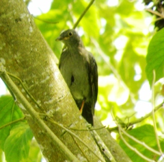 Turdus flavipes