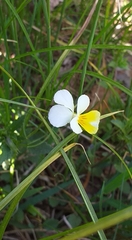 Viola arvensis