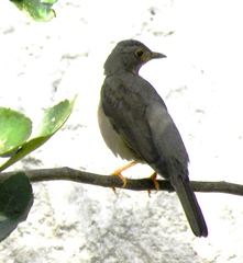 Turdus flavipes