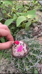 Melocactus curvispinus