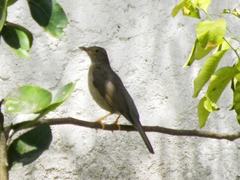 Turdus flavipes