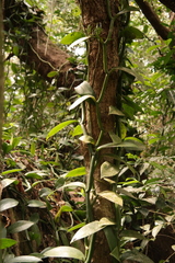 Vanilla polylepis image