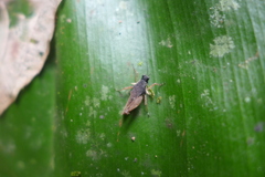 Otumba aciculata