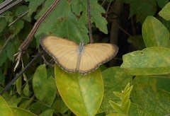 Mestra hersilia