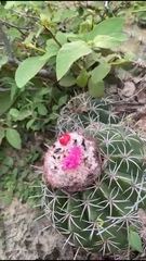 Melocactus curvispinus