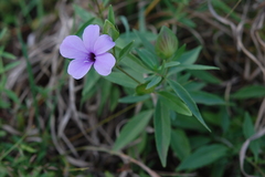Barleria mackenii