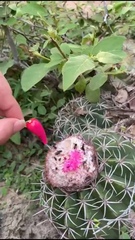 Melocactus curvispinus