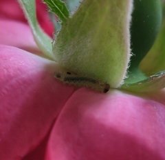 Cladius pectinicornis