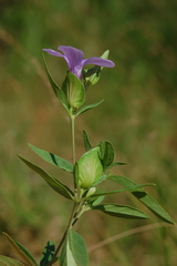 Barleria mackenii