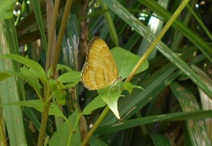 Mestra hersilia