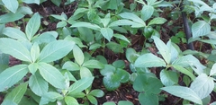 Mercurialis perennis