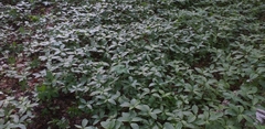 Mercurialis perennis