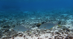 Caranx papuensis