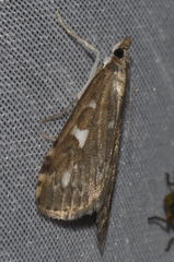 Udea olivalis