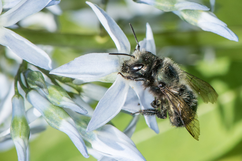 Orchard Mason Bee