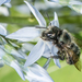 Osmia lignaria - Photo (c) Heather Holm, algunos derechos reservados (CC BY-NC), subido por Heather Holm