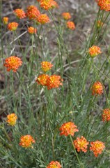 Lasiosiphon rubescens